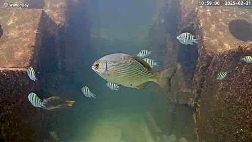 Pompano Beach Wahoo Bay